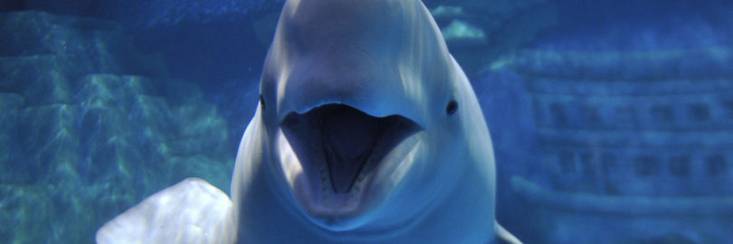 2025大连老虎滩海洋公园游玩攻略（门票+路线+游玩项目+表演时间）