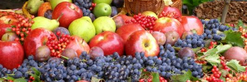 2023合肥全年水果采摘时间表 - 周边最佳摘水果地点推荐（附价格+交通路线）