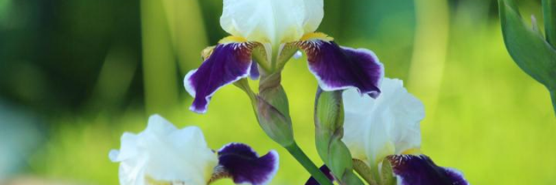 How to Care for Iris Flowers | Planting, Growing & Caring Tips
