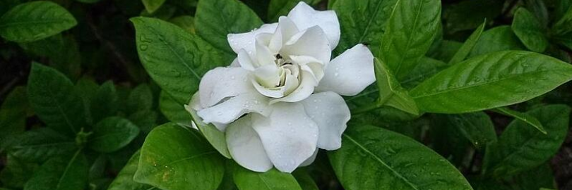 Gardenia Plant Care Guide: Growing Info & Tips For You (Popular Types+8% Cashback)