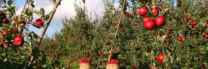 美国U-Pick水果农场盘点（地点+各水果采摘时间+电话）- 草莓、樱桃、蓝莓、桃子、李子、杏子、梅子、苹果等！