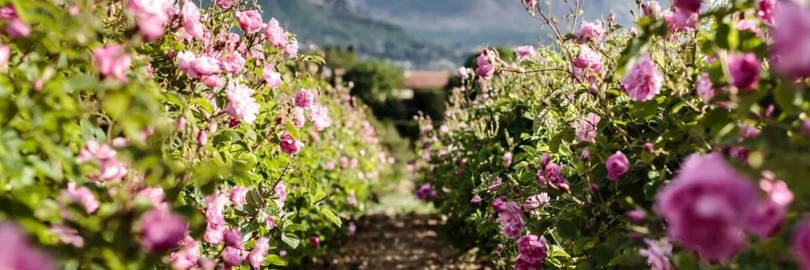 Reviews: 7 Best Rose Perfumes that Feel Relaxing and Uplifting