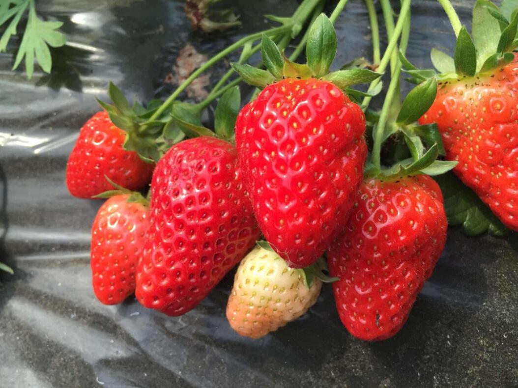 1550640826363243.jpg 1550640826363243.jpg