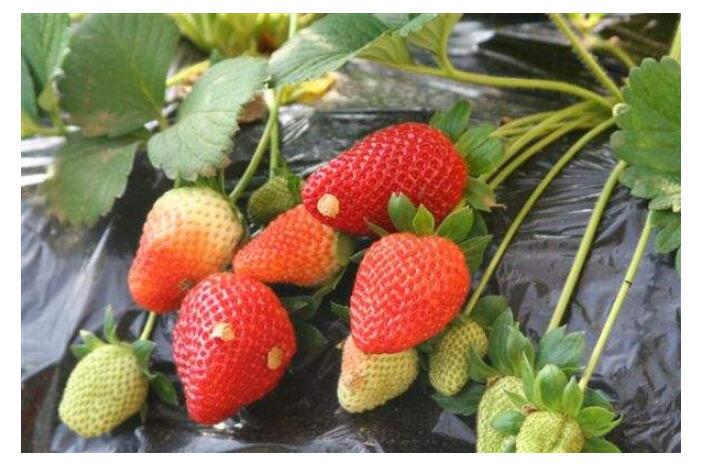 1550646031155212.jpg 1550646031155212.jpg