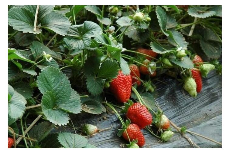 1550646032971560.jpg 1550646032971560.jpg