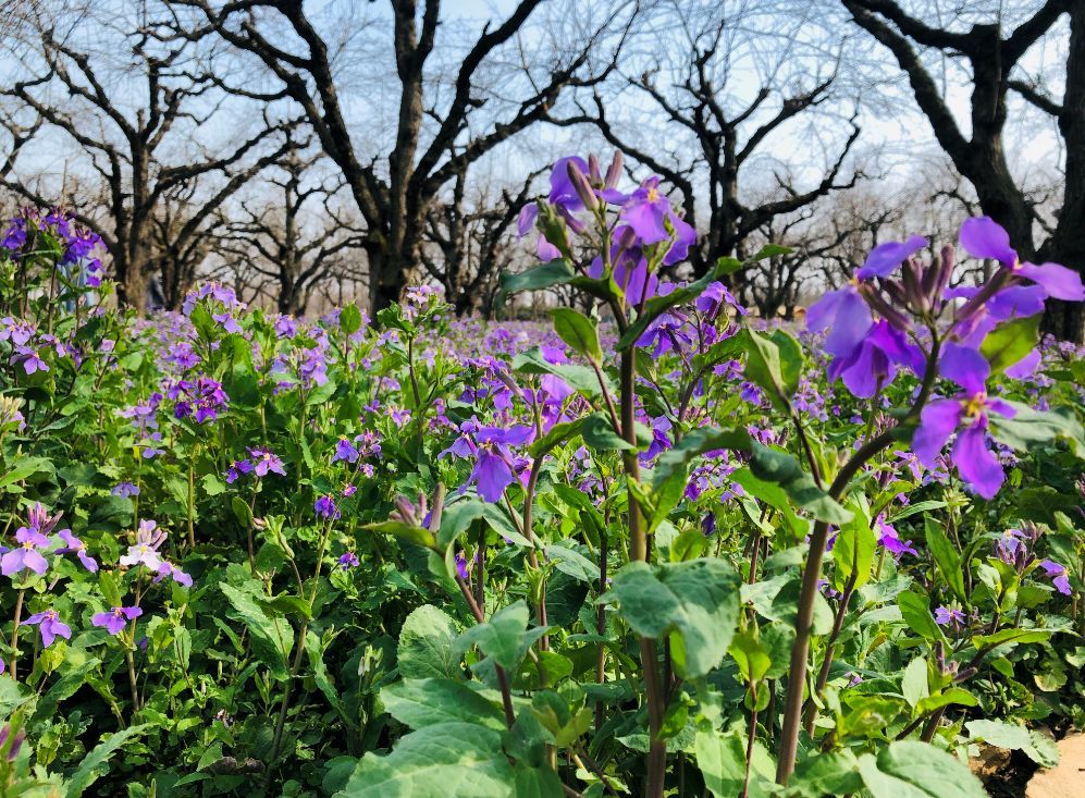 21宿迁三台山二月兰 梨花赏花攻略 附最佳景点 游览路线推荐 二月兰 梨花已进入盛花期 江苏最美赏花景点等你来打卡 Extrabux