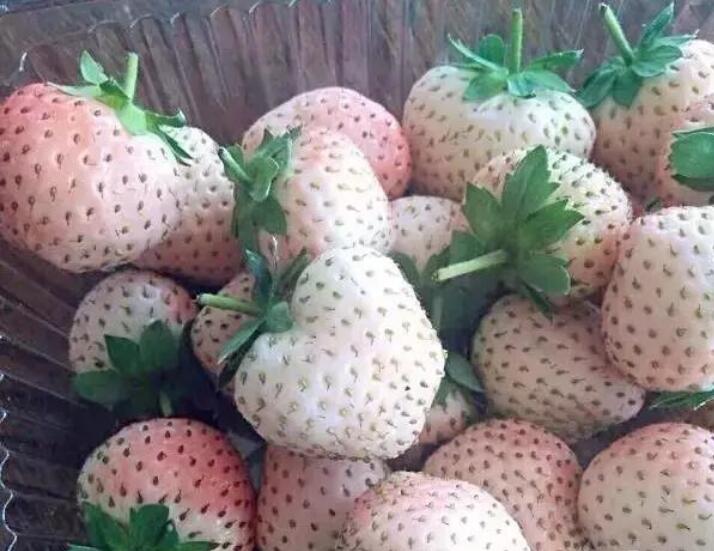 1554348939234367.jpg 1554348939234367.jpg