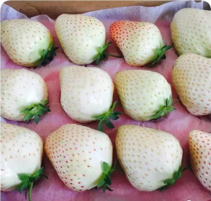 1554349026167990.jpg 1554349026167990.jpg