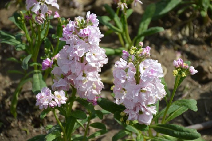 1554693224911515.jpg 1554693224911515.jpg