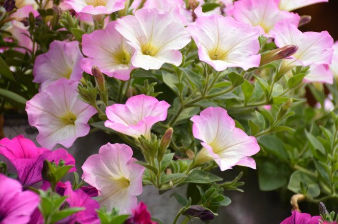 1554693217541493.jpg 1554693217541493.jpg