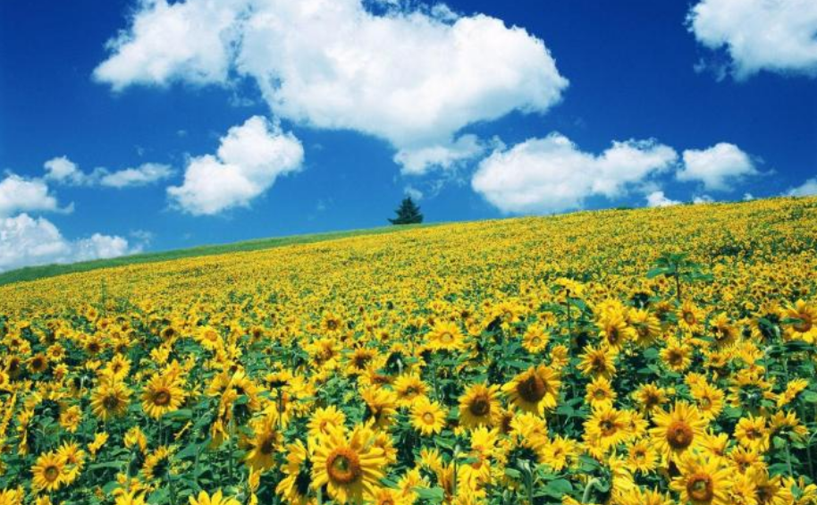 2025超全成都周边向日葵赏花圣地推荐 - 看向日葵花海只有石象湖？更多绝美黄色花海美个够