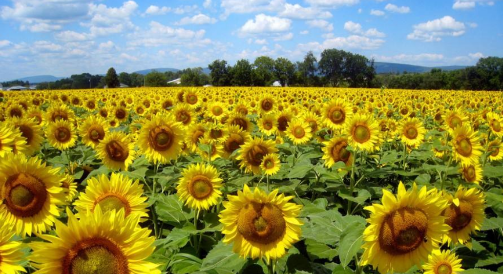 2025最新重庆向日葵赏花攻略 - 金黄色向日葵花海，美到无法抗拒！