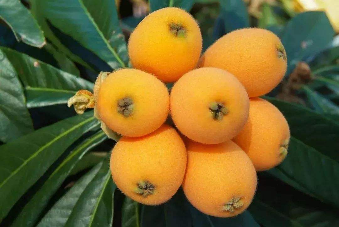 2019常州全年水果采摘时间表 - 周边最佳摘水果地点推荐（附价格+交通路线）