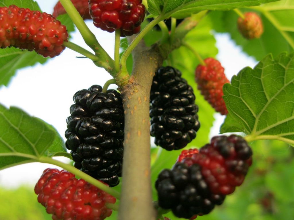 2019常州全年水果采摘时间表 - 周边最佳摘水果地点推荐（附价格+交通路线）