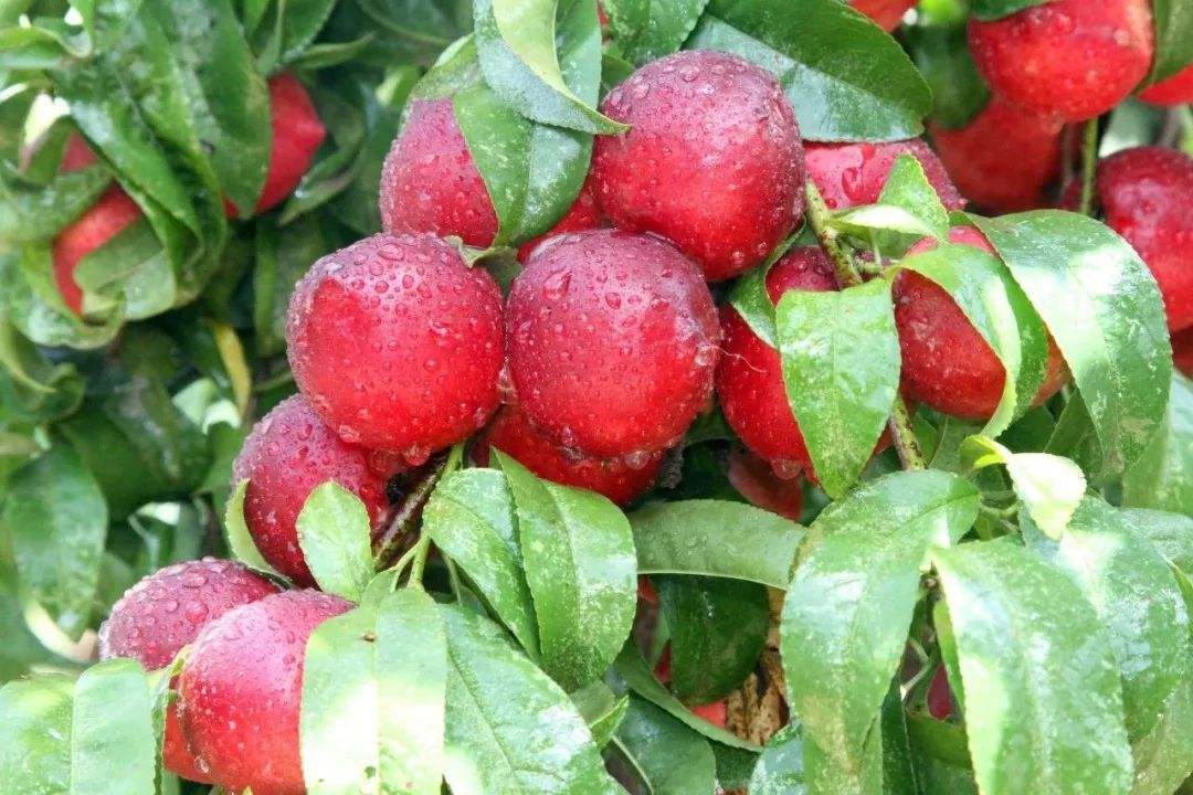 2019常州全年水果采摘时间表 - 周边最佳摘水果地点推荐（附价格+交通路线）