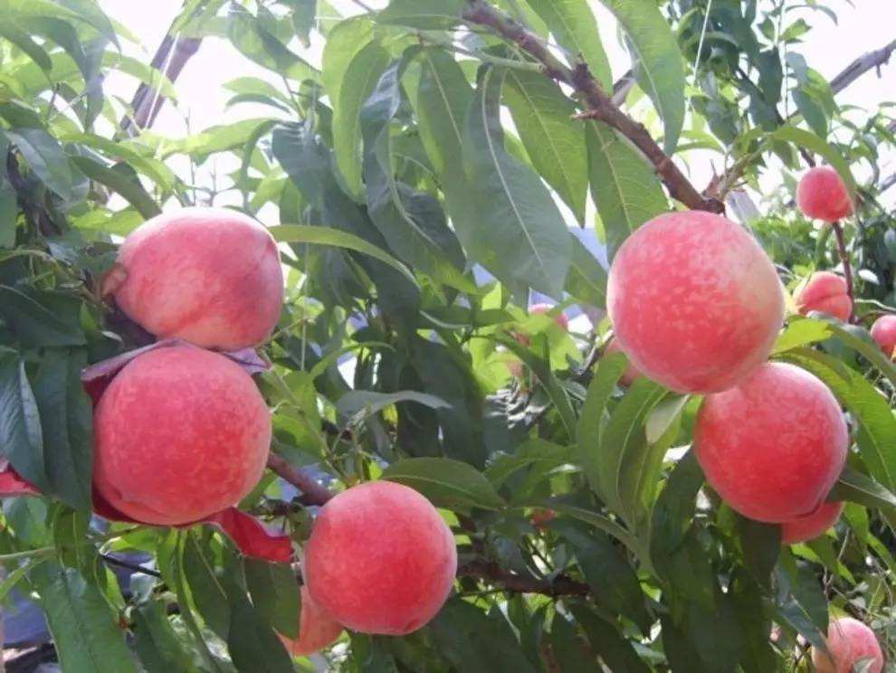 2019常州全年水果采摘时间表 - 周边最佳摘水果地点推荐（附价格+交通路线）