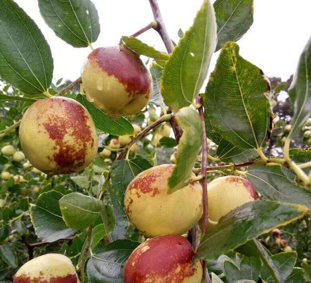 2019常州全年水果采摘时间表 - 周边最佳摘水果地点推荐（附价格+交通路线）