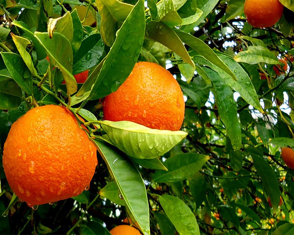 2019常州全年水果采摘时间表 - 周边最佳摘水果地点推荐（附价格+交通路线）