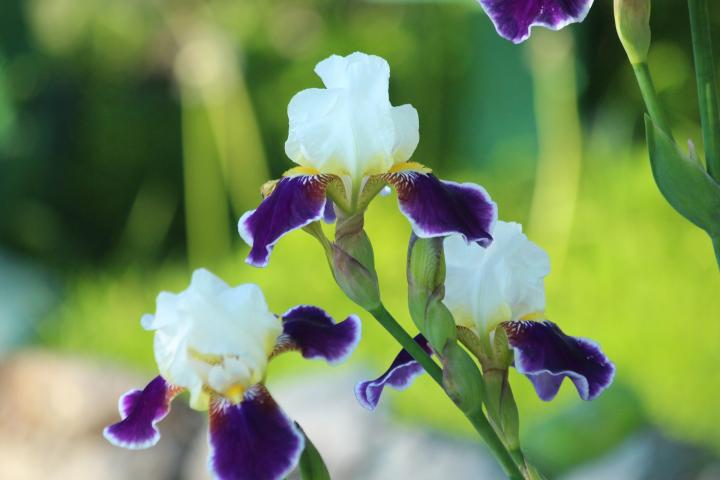 How to Care for Iris Flowers | Planting, Growing & Caring Tips