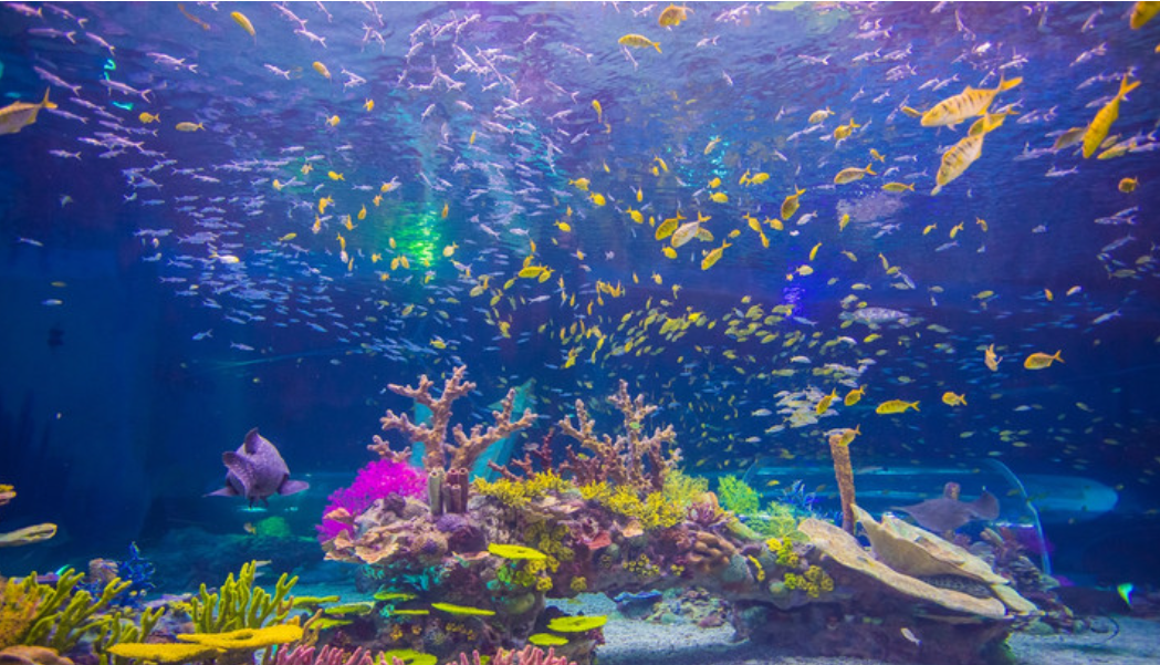 2022上海海昌极地海洋公园游玩攻略附表演时间门票路线