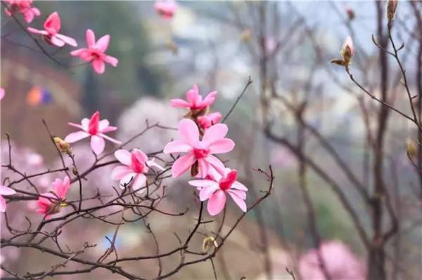 21药王谷辛夷花赏花攻略 附赏花路线 门票 交通 住宿推荐 药王谷浪漫辛夷花海 你不容错过的赏花圣地 Extrabux