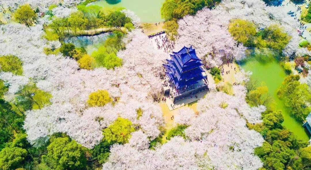 21无锡太湖鼋头渚樱花赏花攻略 附最佳赏樱时间地点 赏樱路线 门票 交通 美食推荐 世界级的赏樱圣地 绝不输日本 Extrabux