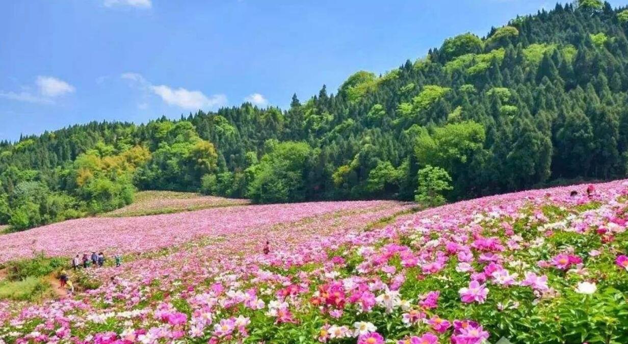 2021中江芍药谷赏花攻略(附最佳赏花地点 行车路线 美食推荐)