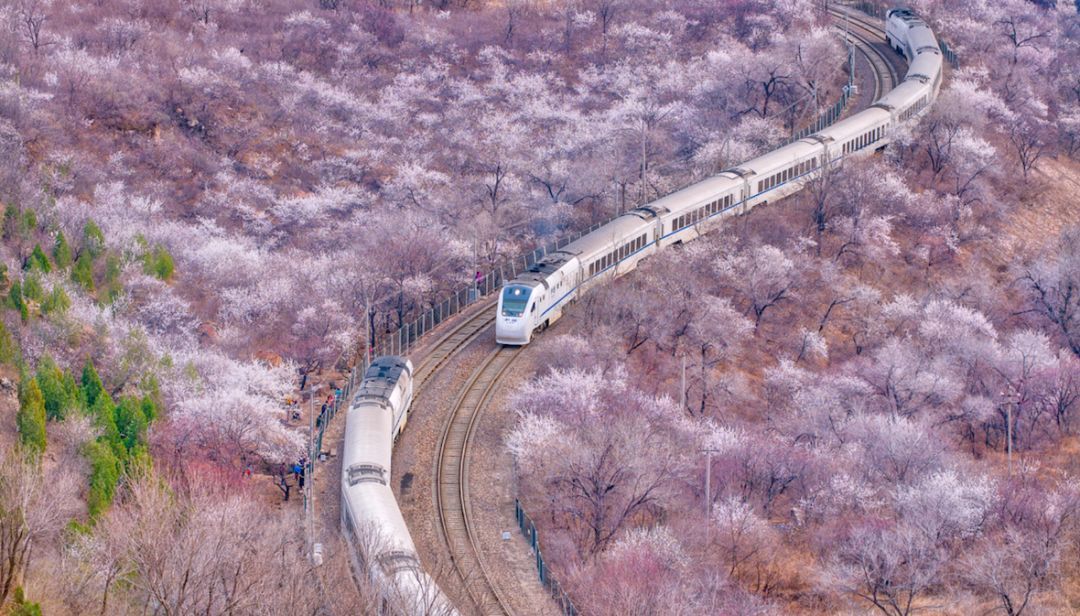 春天的列车,从北京坐到八达岭,穿越花海,火车道两旁的樱花随风飘散,美