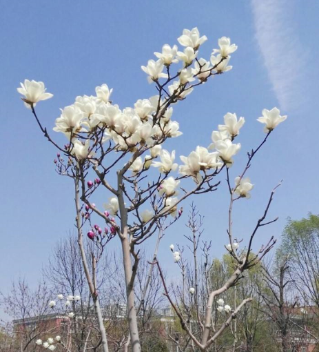2025成都赏玉兰花攻略(附开花时间 + 最佳赏玉兰花地方) - Extrabux