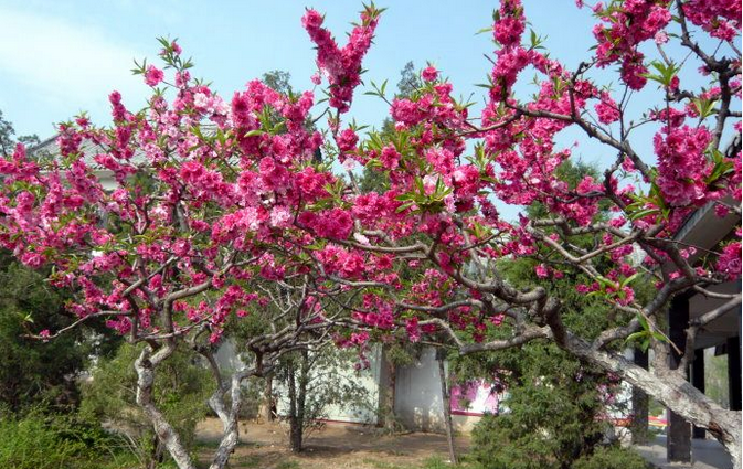 1553648774455608.png 1553648774455608.png