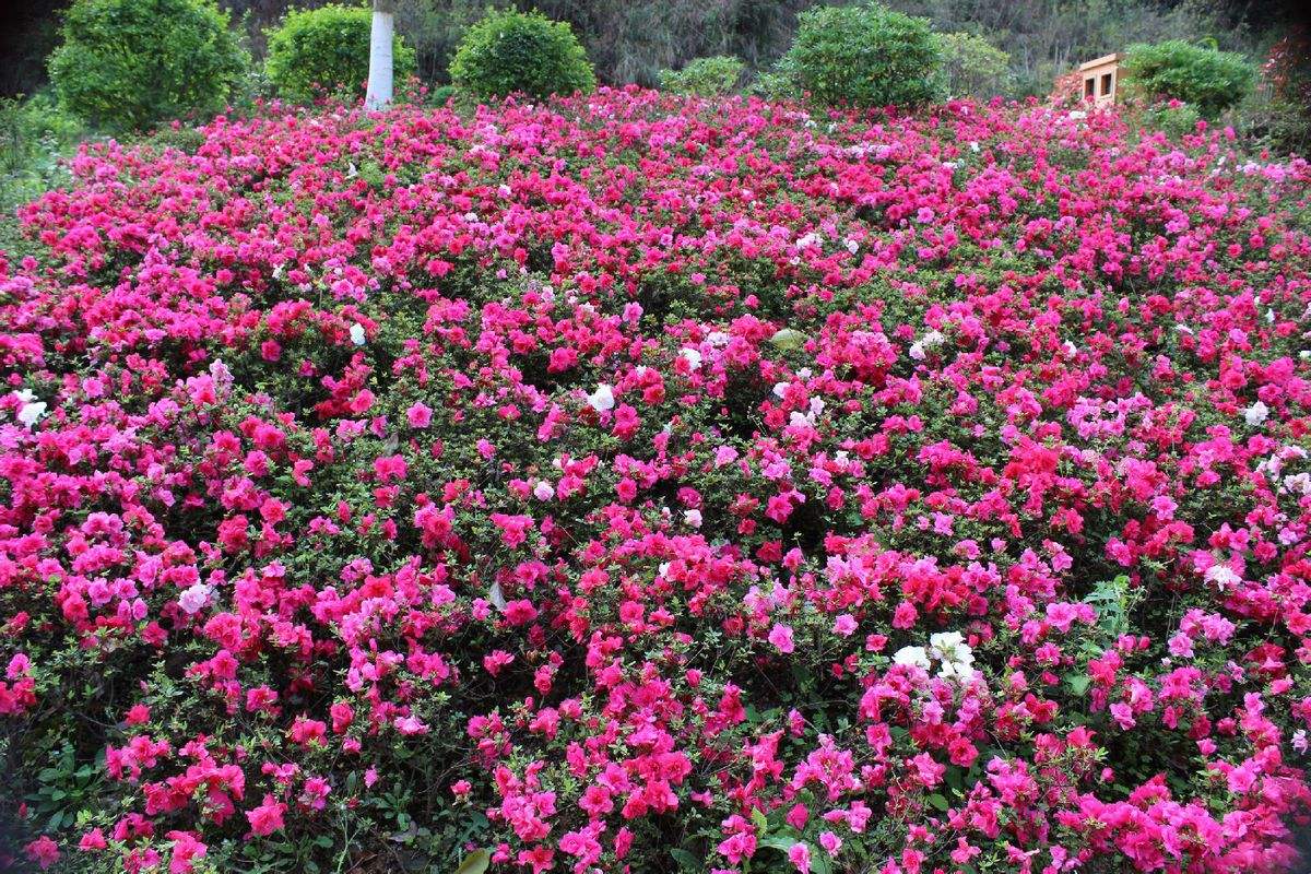 1553654592245252.jpg 1553654592245252.jpg