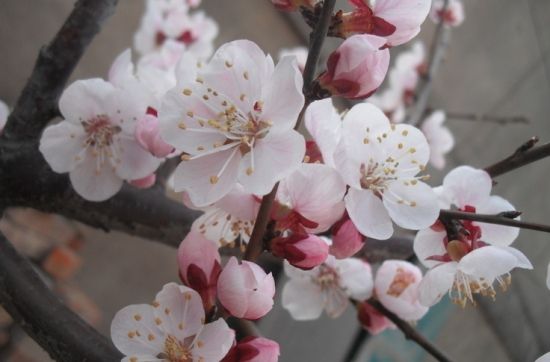 1553653203807370.jpg 1553653203807370.jpg