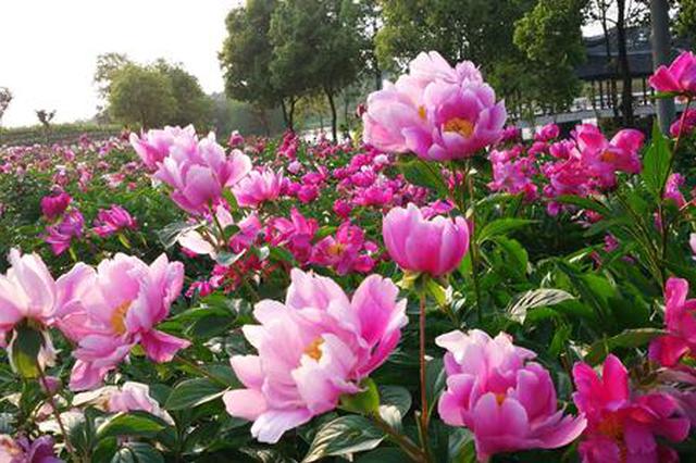 1553663813237812.jpg 1553663813237812.jpg