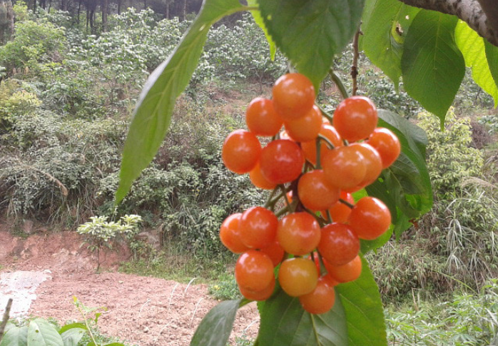 2022重庆樱桃采摘攻略附最佳摘樱桃时间地点价格乘车路线