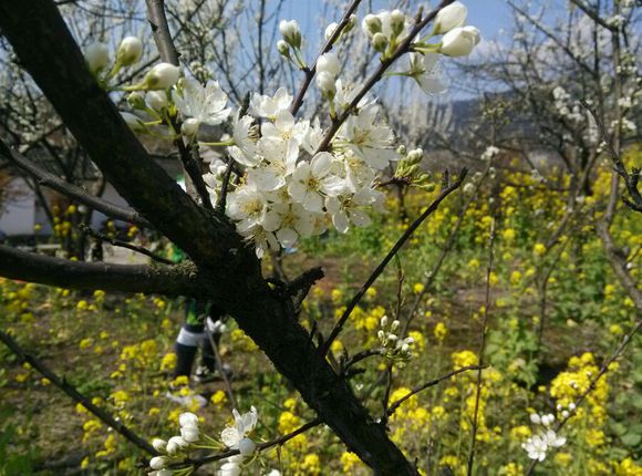 1553138037377490.jpg 1553138037377490.jpg