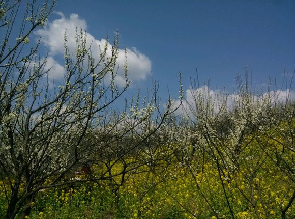 1553138029337697.jpg 1553138029337697.jpg