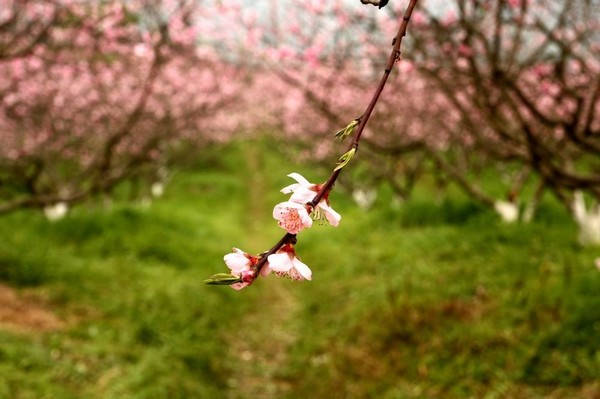 1553138574378727.jpg 1553138574378727.jpg