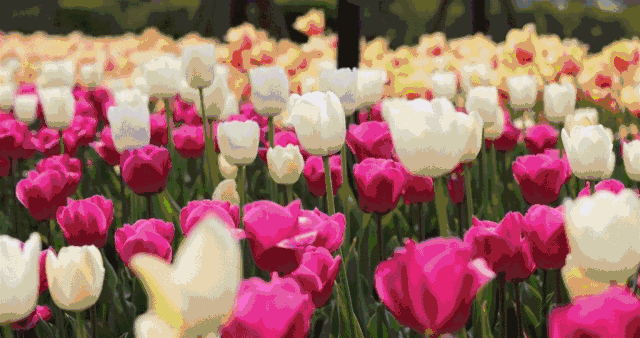 1553144742351351.gif 1553144742351351.gif