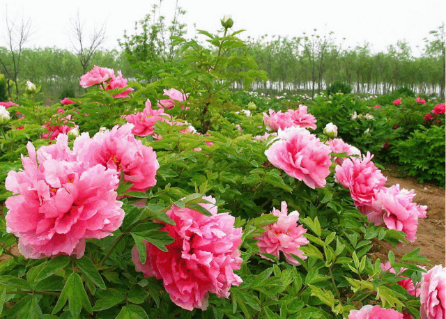 1553144846813026.gif 1553144846813026.gif