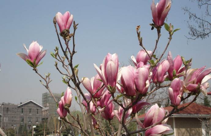 21北京玉兰花赏花攻略 开花时间 最佳赏玉兰花景点推荐 北京的玉兰花 一个字 绝 Extrabux