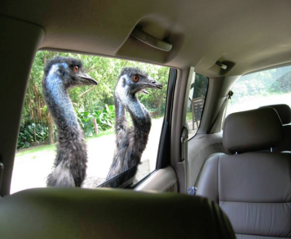 1562204338715893.png 1562204338715893.png