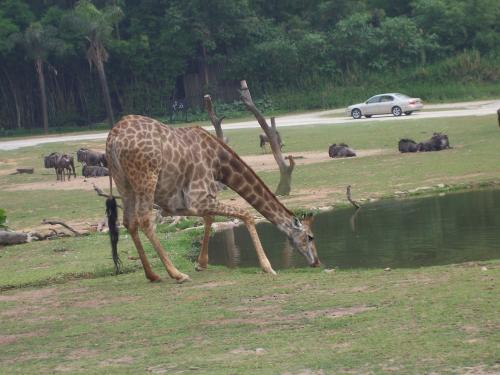 1562202928174112.jpg 1562202928174112.jpg