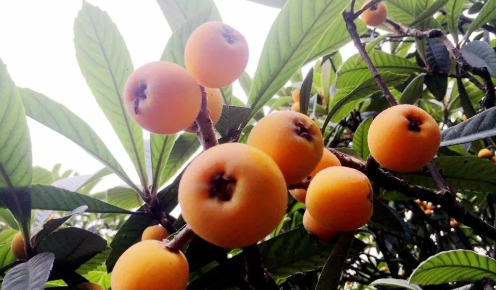 21成都周边枇杷采摘攻略 附最佳摘枇杷时间地点 自驾乘车路线 枇杷儿熟了 甜的很 Extrabux