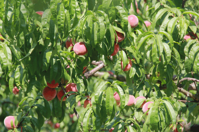 21北京桃子采摘攻略 附最佳摘桃时间地点 价格 乘车自驾路线 脆甜可口的大桃 摘摘摘 吃吃吃 Extrabux