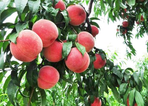 21北京桃子采摘攻略 附最佳摘桃时间地点 价格 乘车自驾路线 脆甜可口的大桃 摘摘摘 吃吃吃 Extrabux