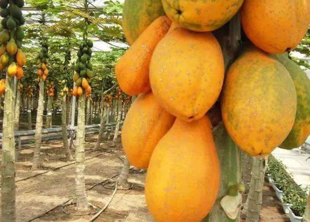 1558058833634200.jpg 1558058833634200.jpg