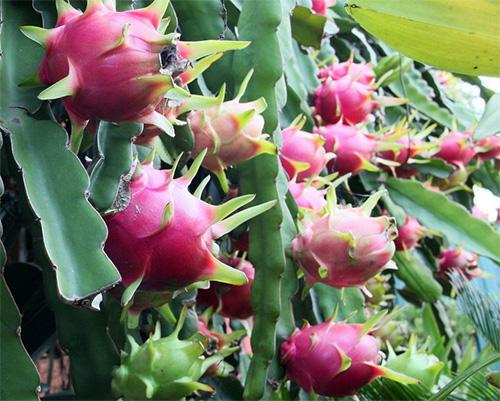 1557995241900991.jpg 1557995241900991.jpg