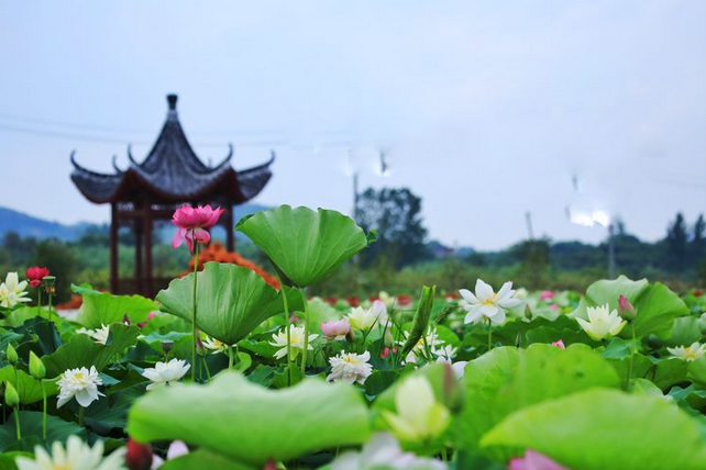 高淳荷花仙子原始笔录图片