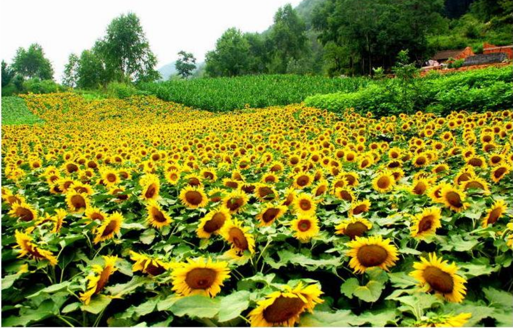21北京向日葵赏花圣地推荐 10条绝美金黄色花海 美到炸裂北京哪里赏太阳花 看这一篇就够啦 Extrabux
