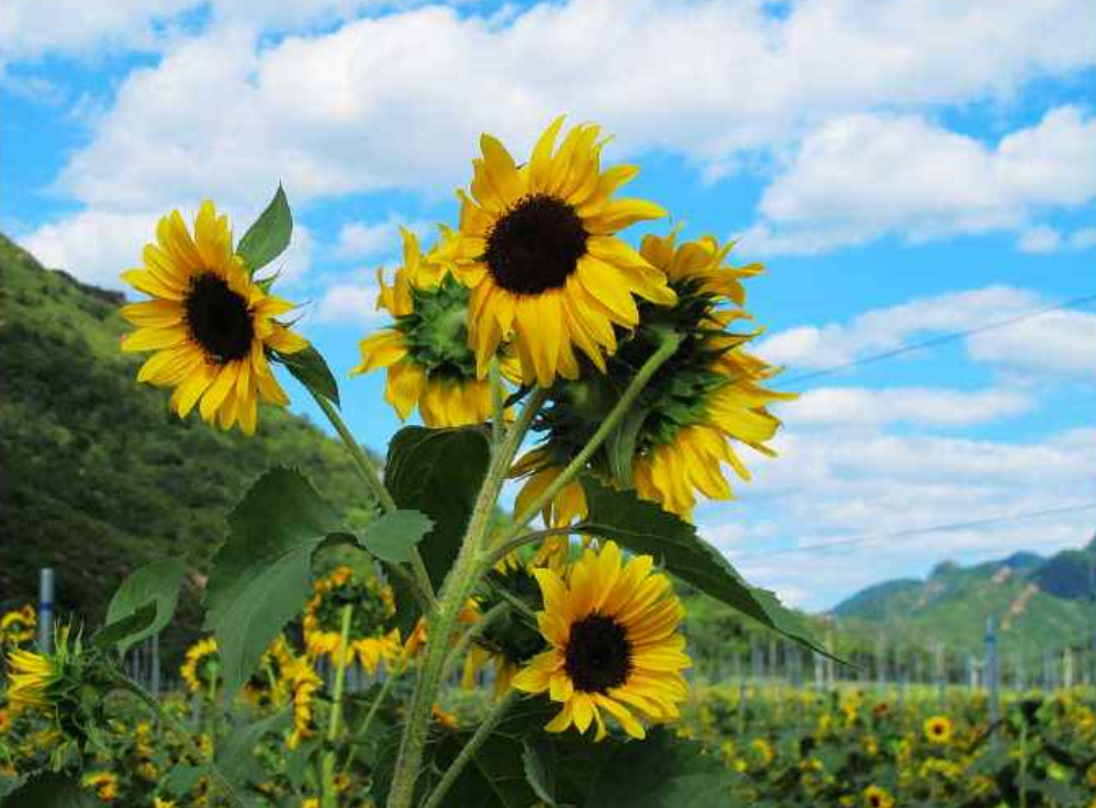 21北京向日葵赏花圣地推荐 10条绝美金黄色花海 美到炸裂北京哪里赏太阳花 看这一篇就够啦 Extrabux